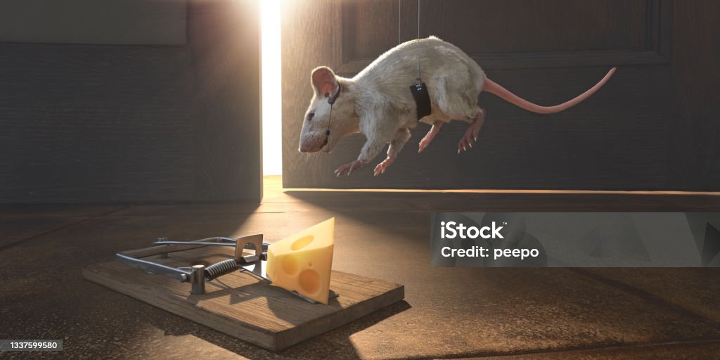 White Mouse In Harness Wearing Headset Being Lowered On Cables Towards Cheese In A Mousetrap A conceptual image illustrating strategy and risk with a white mouse hanging mid-air in a harness, wearing a communication headset with earpiece and microphone being lowered towards a primed mousetrap load with Swiss cheese on a tiled floor. Light From a slightly ajar door illuminates the scene. Humor Stock Photo