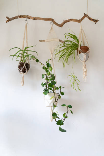 decorative macrame plant hanger with cotton yarn, decorating the interior of house with white walls - hanging basket imagens e fotografias de stock