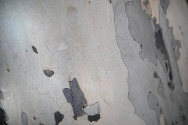 Plane tree or sycamore