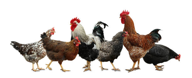 istock Beautiful chickens and roosters on white background 1337600675