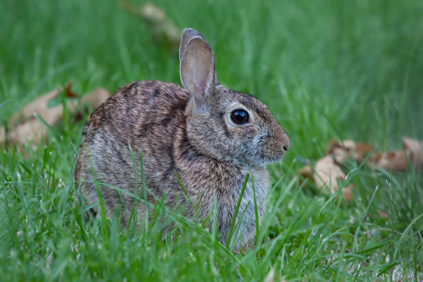 istock Mini hare closeup of newborn 1337601346