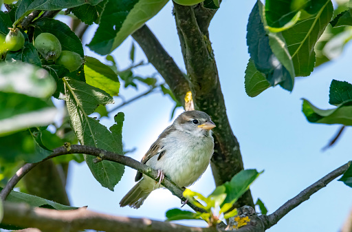 Extreme close-up of a female House Sparrow on a branch of an apple tree in bright morning sunlight.