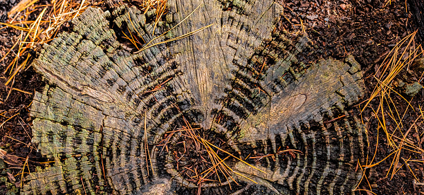 Macro close-up of tree rings and resin on stump in Pine Forest