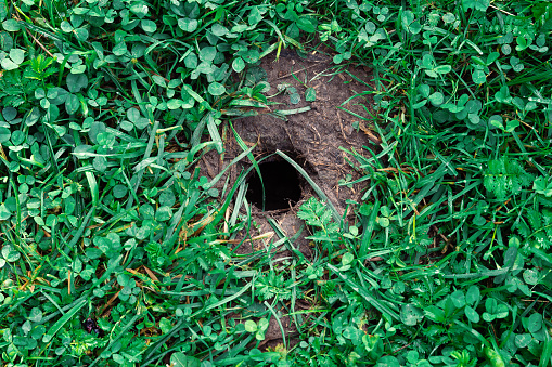Background with a mole hole in the ground covered with grass close up outdoors