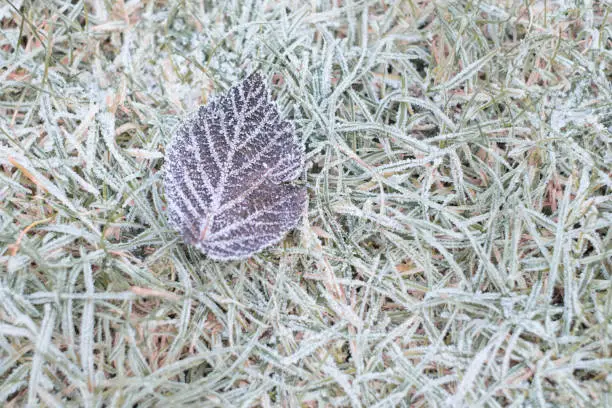 Photo of A close up of a frost covered leaf