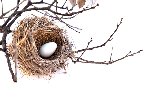 Bird's nest with egg between dry twigs kept in brown on white background.
