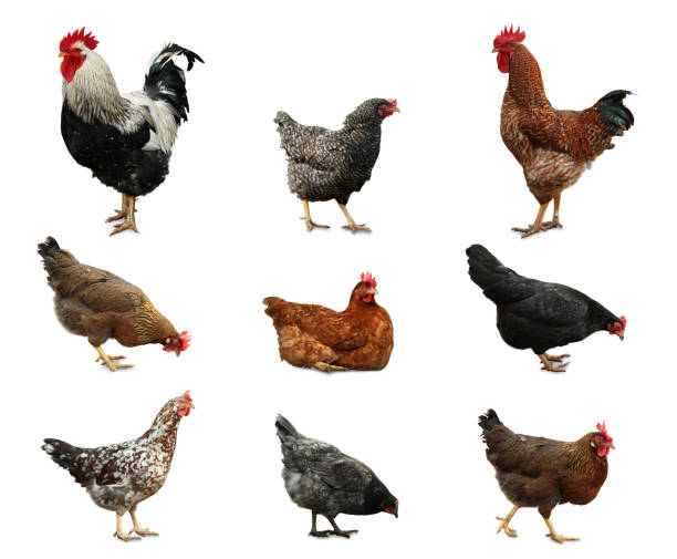 istock Collage with chickens and roosters on white background 1337607401