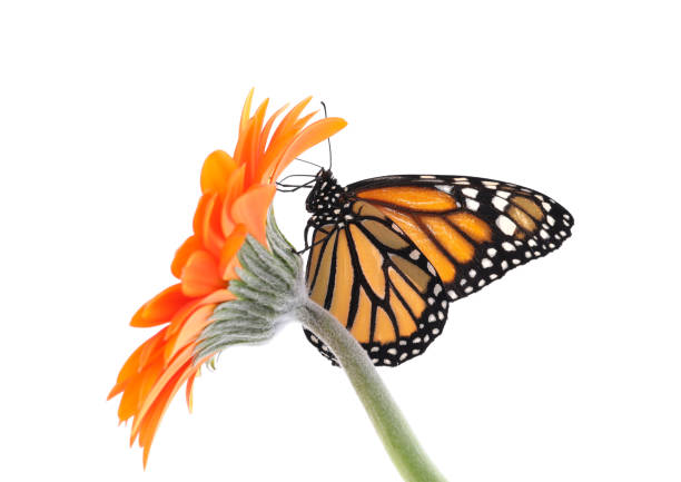 istock Flower with beautiful monarch butterfly isolated on white 1337607471
