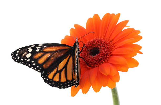 istock Flower with beautiful monarch butterfly isolated on white 1337607472
