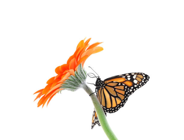 istock Flower with beautiful monarch butterfly isolated on white 1337607536