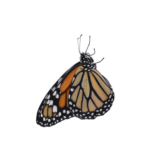 istock Beautiful fragile monarch butterfly isolated on white 1337608114