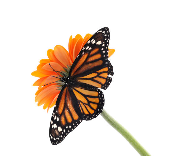 istock Flower with beautiful monarch butterfly isolated on white 1337608115