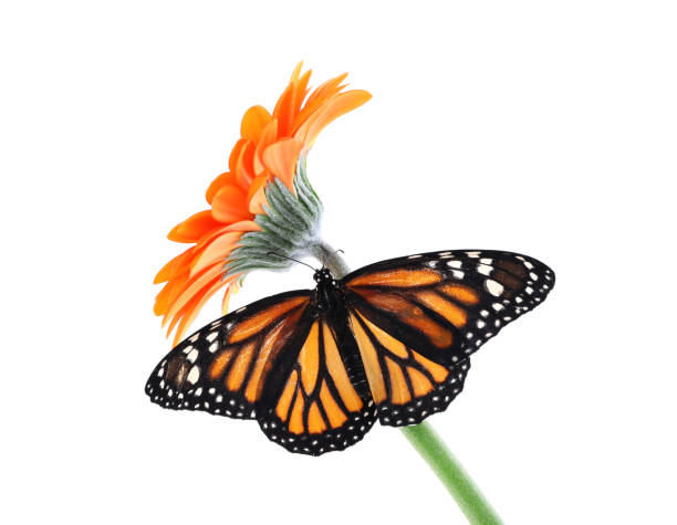 istock Flower with beautiful monarch butterfly isolated on white 1337608146