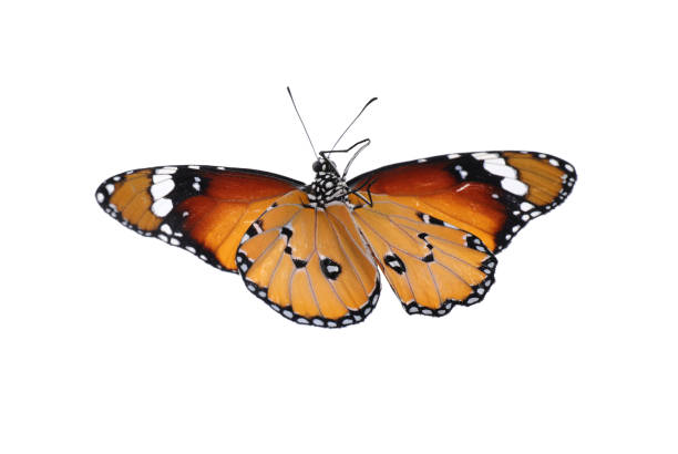 istock Beautiful painted lady butterfly isolated on white 1337608162