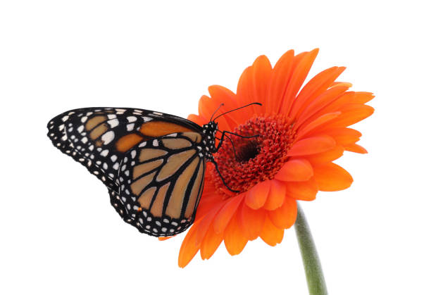 白に孤立した美しい君主蝶と花 - butterfly monarch butterfly isolated flying ストックフォトと画像