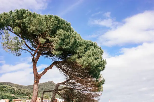 Crown of Italian pine (pinia, nut-pine) against the background of the mountains.