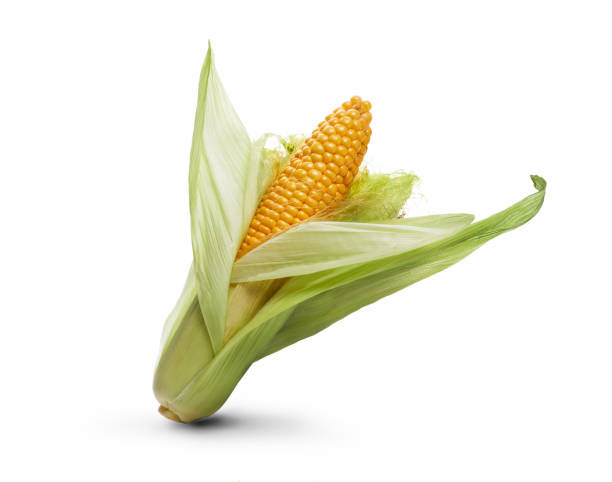 istock Golden ripe open corn on the cob, isolated against a white. 1337608459