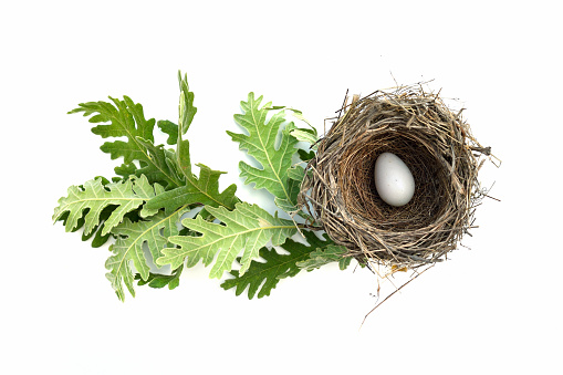 brown bird's nest with egg between green oak leaves on white background