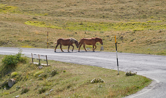 Two semi wild horses walking on a country road . \nParco Nazionale del Gran Sasso e Monti della Laga