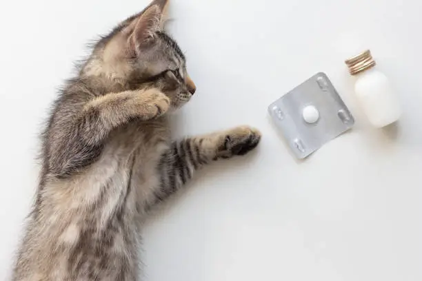 Photo of Top view of tablet for adult and tube for child with helminths medicine and kitten on the white background