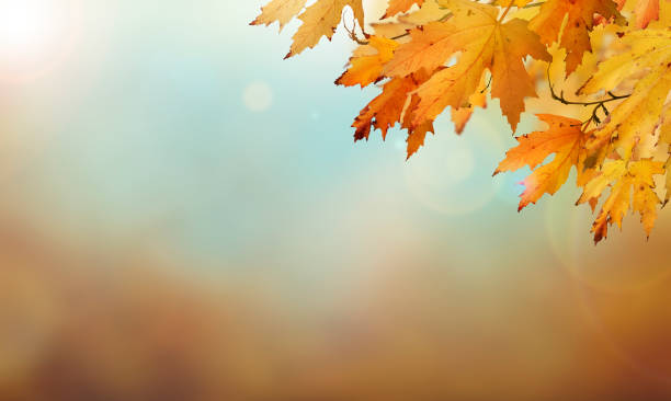 istock An autumn nature, fall background with blurred foliage and trees. 1337608872