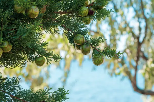 Pine tree branches with cypress cones on it near the seaside