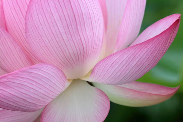 istock Mysterious lotus flower,Oga lotus (Tosa City, Kochi Prefecture) 1337612492