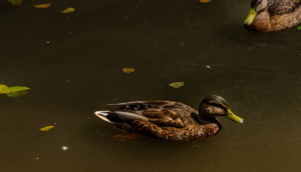 istock Brown duck on small pond in ZOO garden 1337613651