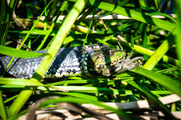 cobra de capim, às vezes chamada de cobra anelada ou cobra d'água, engole, comendo o sapo capturado no meio da grama verde. a cabeça do sapo espreita pela boca da cobra. natureza selvagem. ecossistema. - frog batrachian animal head grass - fotografias e filmes do acervo