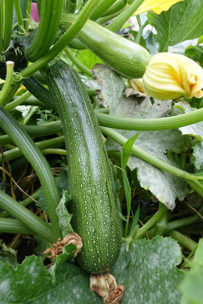 orto zucchine mature fiori di zucca stagione estiva - squash blossom foto e immagini stock
