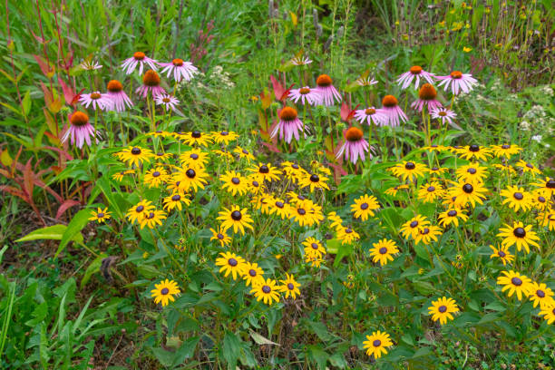 아름다운 야생화 하워드 카운티, 인디애나 - yellow flower black eyed susan summer 뉴스 사진 이미지