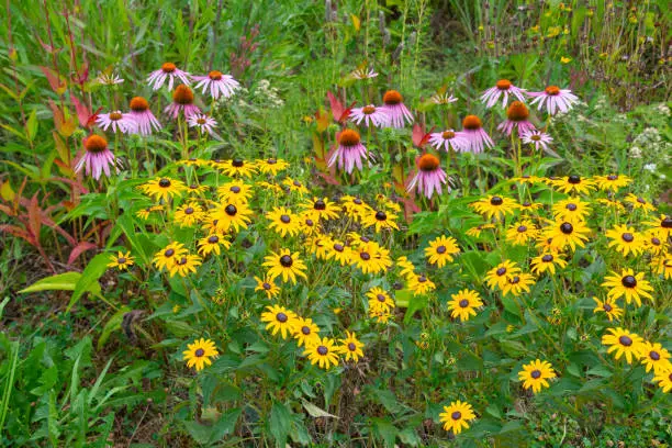 Beautiful Wildflowers-Howard County, Indiana