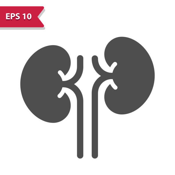 Kidneys Icon Kidneys Icon kidney failure stock illustrations