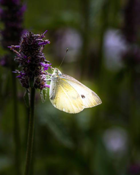 a Green-veined white butterfly (Pieris napi) a Green-veined white butterfly (Pieris napi) gemüsekohl stock pictures, royalty-free photos & images