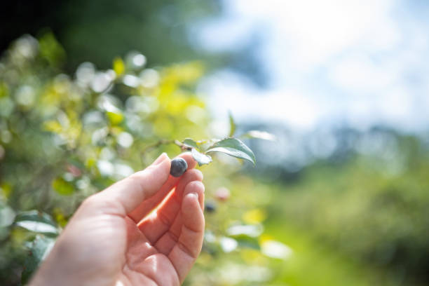 This is a close up photo of a woman’s hand picking a fresh blueberry from a bush outdoors at a U-Pick farm on a summer day in Suwannee County Florida, USA