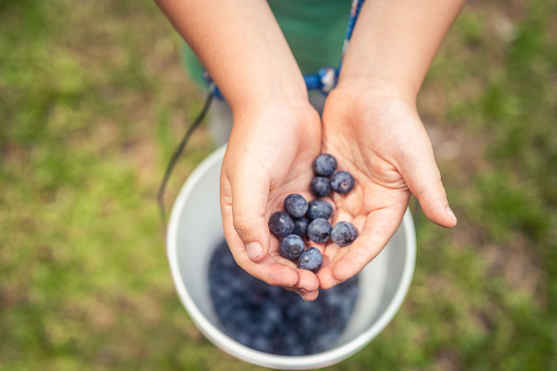 This is a close up photo of a little boy’s hand holding freshly picked blueberries over a bucket outdoors at a U-Pick farm on a summer day in Suwannee County Florida, USA
