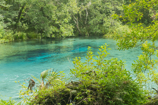 Blue hole is a fresh water spring surrounded with a lush green forest in Ichetucknee Springs State Park in Florida, USA.