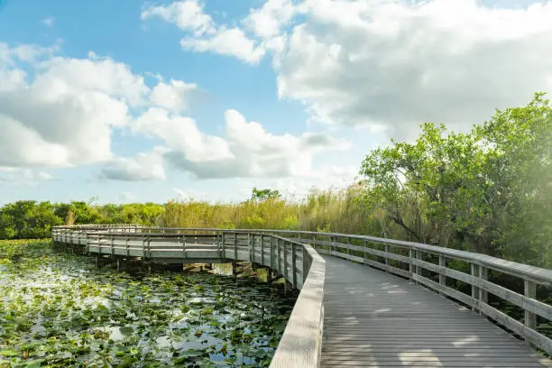 Photo of Anihinga Trail Boardwalk Over Water in Everglades National Park Florida