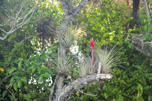 This is a photograph of air plants growing in a tree in Everglades National Park on a spring day in Florida, USA.