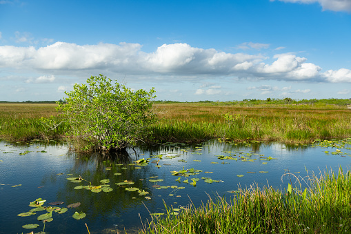 This scenic nature background is of the landscape surrounding Anihinga Trail in Everglades National Park on a spring day in Florida, USA.