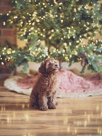 A little puppy is sitting pretty in front of the Christmas tree