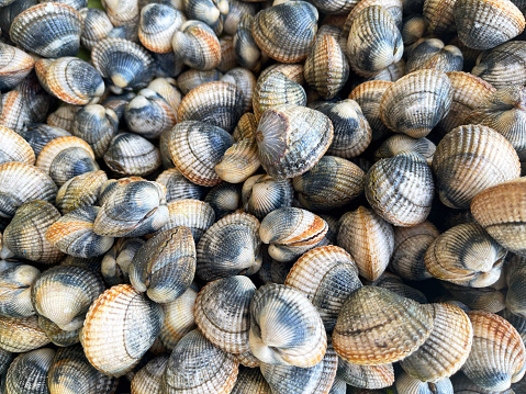 Group Pile of raw hard shelled clams on display at fish market