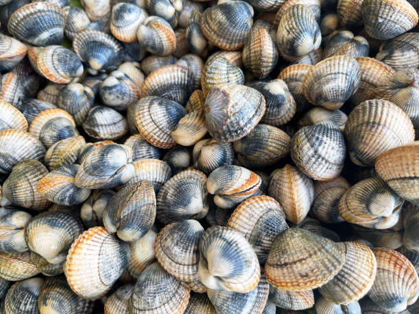 Clams and Clamshell collection, England Colourful striated Clams and Clamshell shells piled together in a collection, England collection clam stock pictures, royalty-free photos & images