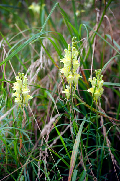 istock Yellow Toadflax wildflower blooms, Dorset, England 1337621039