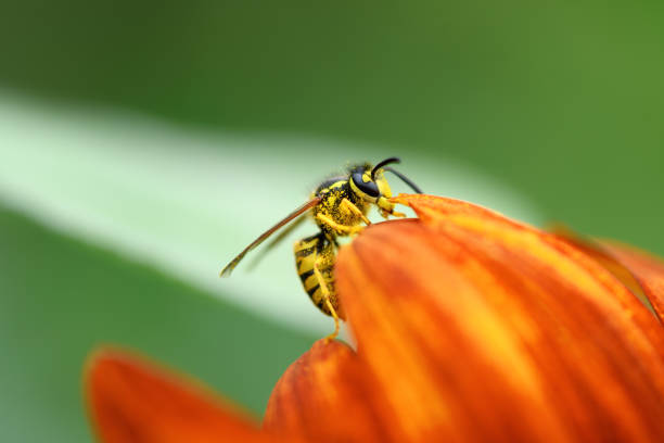 istock Wasp and flower. Large striped wasp sits on a red-orange flower 1337621385