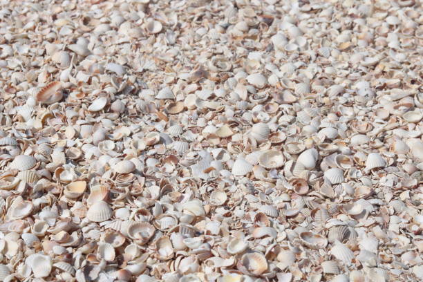 istock Summer background of seashells 1337621388