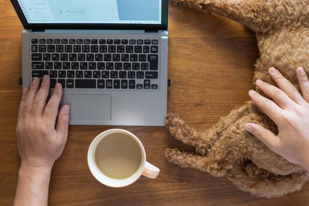 istock Work from home (Telework, telecommuting) with petting toypoodle 1337622291