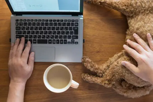 Work from home (Telework, telecommuting, remote work) with a pet dog, toy poodle and a cup of coffee. Typing notebook PC and petting a dog on a desk.