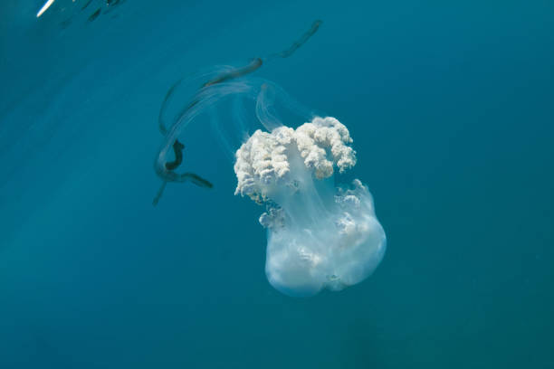 istock Giant barrel jellyfish (Rhizosthoma lutheum) floating in open waters 1337622328