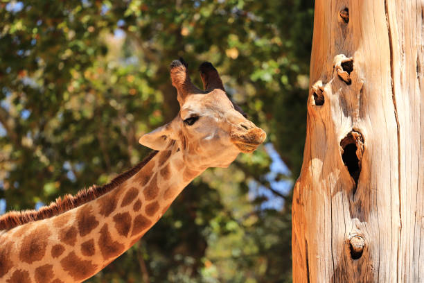 istock A head shot of a giraffe with vegetation in background 1337622379
